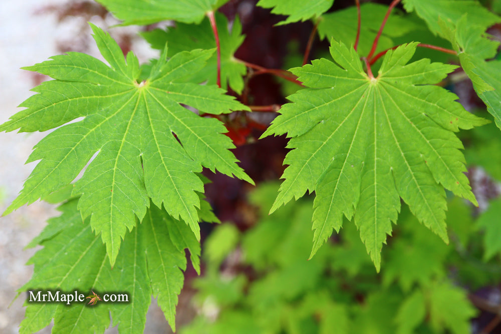 Acer japonicum 'O isami' Japanese Maple