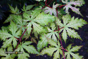 - Acer palmatum 'Ruby de Sofia’ Japanese Maple - Mr Maple │ Buy Japanese Maple Trees