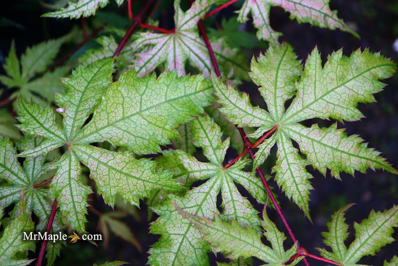 - Acer palmatum 'Ruby de Sofia’ Japanese Maple - Mr Maple │ Buy Japanese Maple Trees