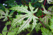 - Acer palmatum 'Ruby de Sofia’ Japanese Maple - Mr Maple │ Buy Japanese Maple Trees