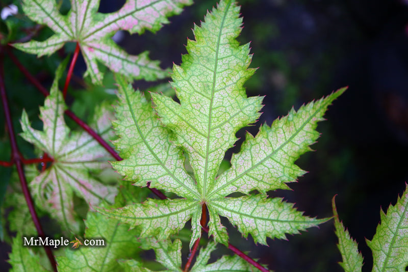 - Acer palmatum 'Ruby de Sofia’ Japanese Maple - Mr Maple │ Buy Japanese Maple Trees
