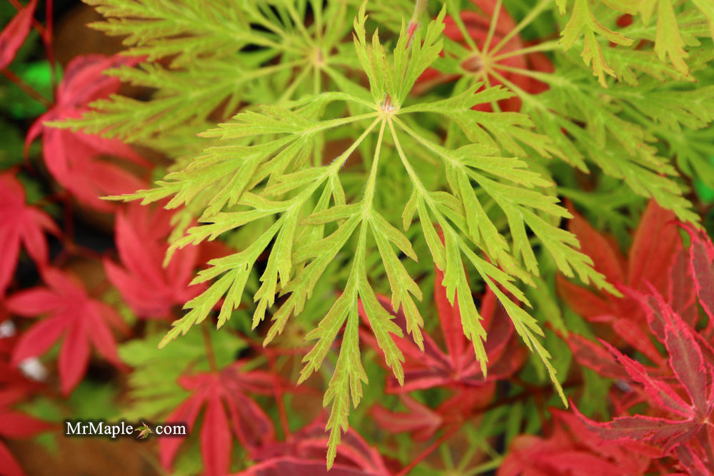 FOR PICKUP ONLY | Acer japonicum 'Abby’s Weeping' Dwarf Full Moon Japanese Maple | DOES NOT SHIP