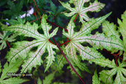 - Acer palmatum 'Ruby de Sofia’ Japanese Maple - Mr Maple │ Buy Japanese Maple Trees