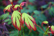 - Acer palmatum 'Phantom Flame' Japanese Maple - Mr Maple │ Buy Japanese Maple Trees