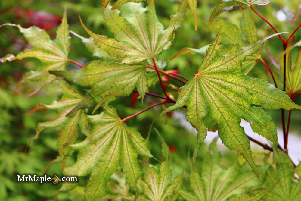 Acer palmatum 'Sawa chidori' Japanese Maple