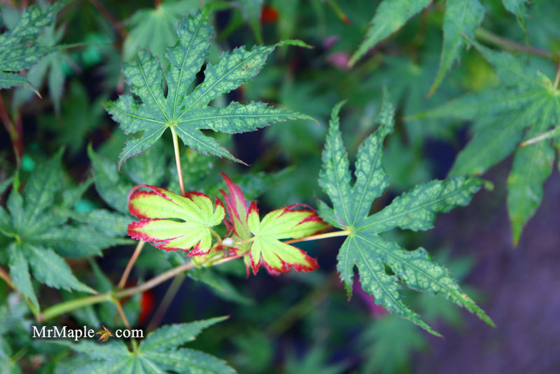- Acer palmatum 'Phantom Flame' Japanese Maple - Mr Maple │ Buy Japanese Maple Trees