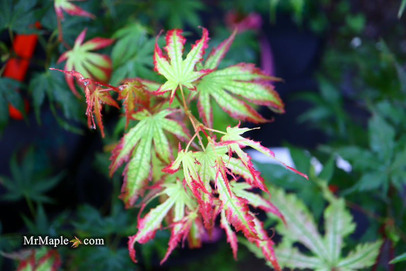 - Acer palmatum 'Phantom Flame' Japanese Maple - Mr Maple │ Buy Japanese Maple Trees