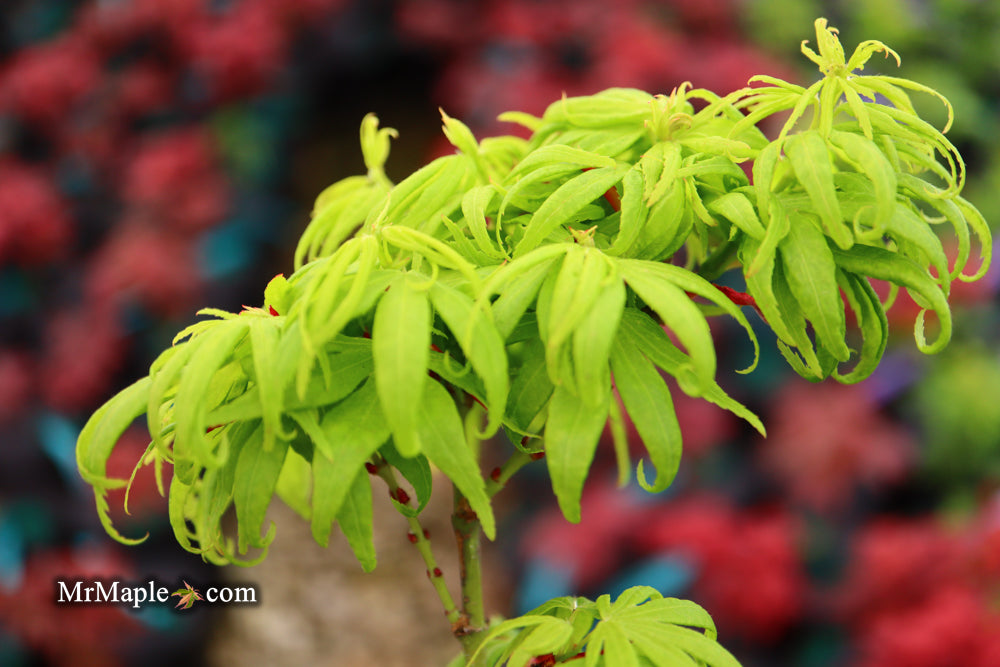 Acer palmatum 'El Tigre' Mendoza Japanese Maple