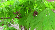 - FOR PICKUP ONLY | Acer japonicum 'Mai kujaku' Dancing Peacock Japanese Maple | DOES NOT SHIP - Mr Maple │ Buy Japanese Maple Trees