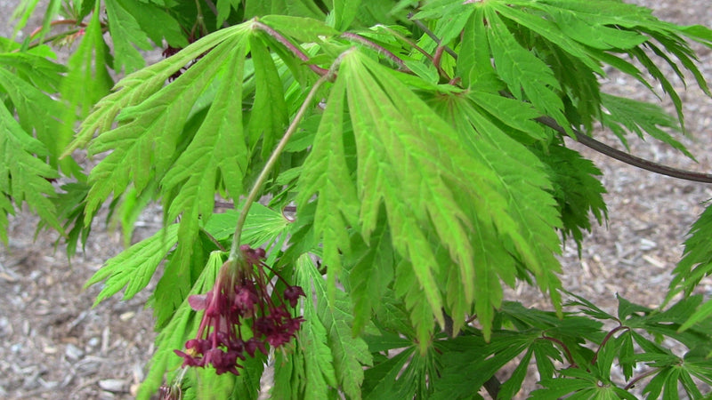 - FOR PICKUP ONLY | Acer japonicum 'Mai kujaku' Dancing Peacock Japanese Maple | DOES NOT SHIP - Mr Maple │ Buy Japanese Maple Trees
