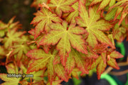 - Acer palmatum 'Gold Digger' Yellow Coral Bark Japanese Maple - Mr Maple │ Buy Japanese Maple Trees