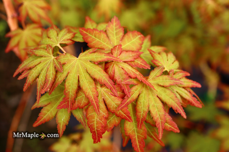 - Acer palmatum 'Gold Digger' Yellow Coral Bark Japanese Maple - Mr Maple │ Buy Japanese Maple Trees