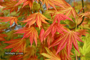 - Acer shirasawanum 'Moonrise™' Full Moon Japanese Maple - Mr Maple │ Buy Japanese Maple Trees