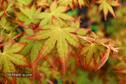 - Acer palmatum 'Gold Digger' Yellow Coral Bark Japanese Maple - Mr Maple │ Buy Japanese Maple Trees