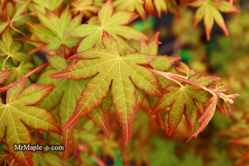 - Acer palmatum 'Gold Digger' Yellow Coral Bark Japanese Maple - Mr Maple │ Buy Japanese Maple Trees