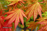 - Acer shirasawanum 'Moonrise™' Full Moon Japanese Maple - Mr Maple │ Buy Japanese Maple Trees