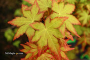 - Acer palmatum 'Gold Digger' Yellow Coral Bark Japanese Maple - Mr Maple │ Buy Japanese Maple Trees