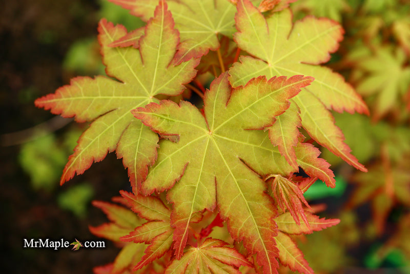 - Acer palmatum 'Gold Digger' Yellow Coral Bark Japanese Maple - Mr Maple │ Buy Japanese Maple Trees