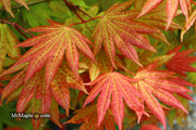 - Acer shirasawanum 'Moonrise™' Full Moon Japanese Maple - Mr Maple │ Buy Japanese Maple Trees