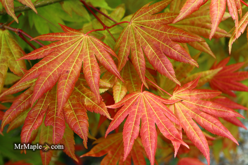 - Acer shirasawanum 'Moonrise™' Full Moon Japanese Maple - Mr Maple │ Buy Japanese Maple Trees