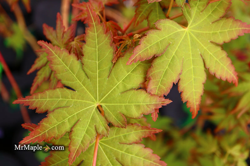 - Acer palmatum 'Gold Digger' Yellow Coral Bark Japanese Maple - Mr Maple │ Buy Japanese Maple Trees