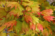 - Acer shirasawanum 'Moonrise™' Full Moon Japanese Maple - Mr Maple │ Buy Japanese Maple Trees