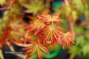 - Acer palmatum 'Gold Digger' Yellow Coral Bark Japanese Maple - Mr Maple │ Buy Japanese Maple Trees
