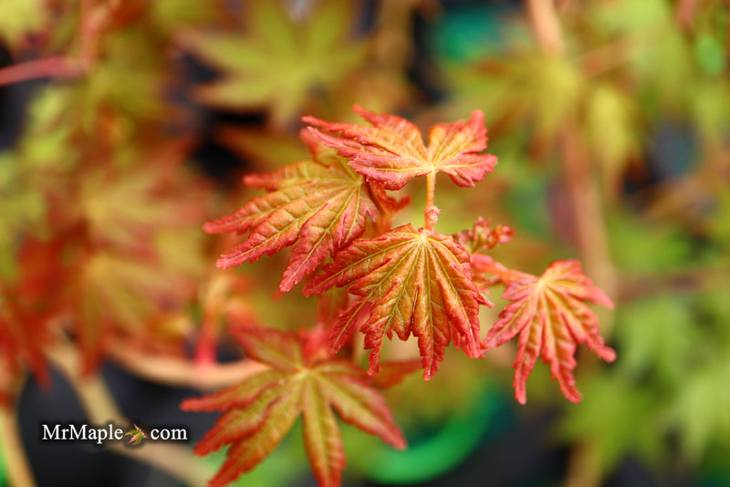 - Acer palmatum 'Gold Digger' Yellow Coral Bark Japanese Maple - Mr Maple │ Buy Japanese Maple Trees