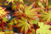 - Acer palmatum 'Gold Digger' Yellow Coral Bark Japanese Maple - Mr Maple │ Buy Japanese Maple Trees