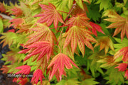 - Acer shirasawanum 'Moonrise™' Full Moon Japanese Maple - Mr Maple │ Buy Japanese Maple Trees