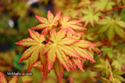 - Acer palmatum 'Gold Digger' Yellow Coral Bark Japanese Maple - Mr Maple │ Buy Japanese Maple Trees
