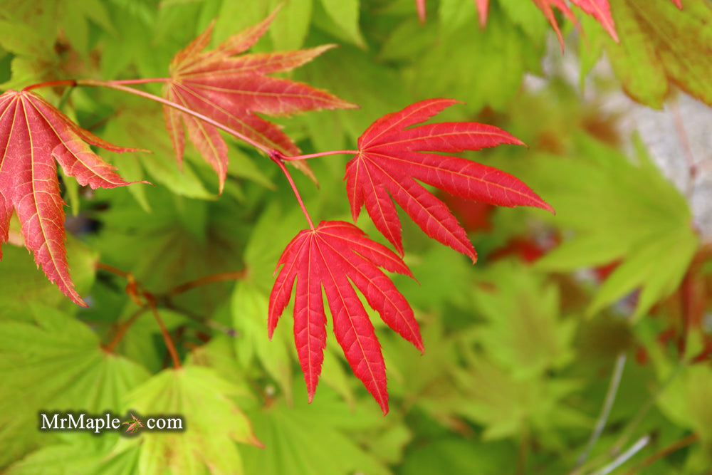 Acer shirasawanum 'Moonrise™' Full Moon Japanese Maple