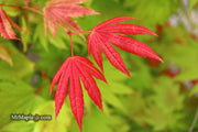 - Acer shirasawanum 'Moonrise™' Full Moon Japanese Maple - Mr Maple │ Buy Japanese Maple Trees