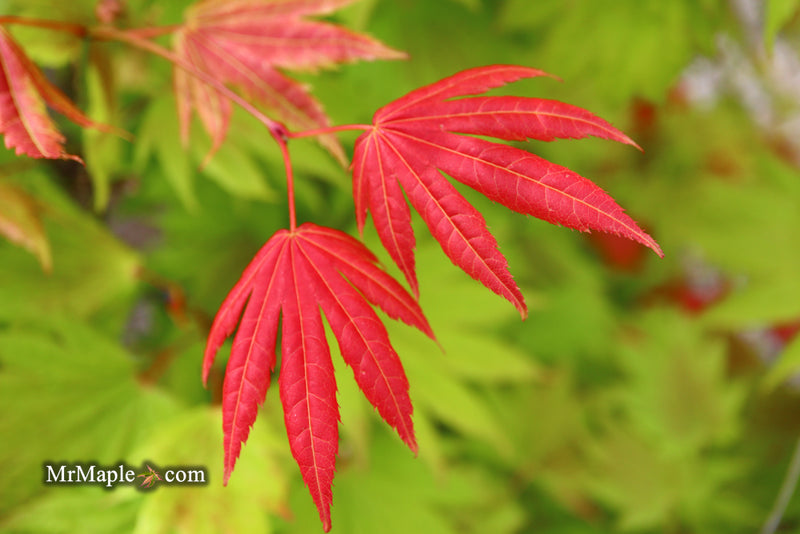 - Acer shirasawanum 'Moonrise™' Full Moon Japanese Maple - Mr Maple │ Buy Japanese Maple Trees