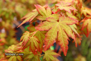 - Acer palmatum 'Gold Digger' Yellow Coral Bark Japanese Maple - Mr Maple │ Buy Japanese Maple Trees
