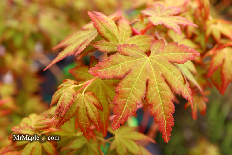- Acer palmatum 'Gold Digger' Yellow Coral Bark Japanese Maple - Mr Maple │ Buy Japanese Maple Trees