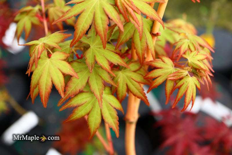 - Acer palmatum 'Gold Digger' Yellow Coral Bark Japanese Maple - Mr Maple │ Buy Japanese Maple Trees