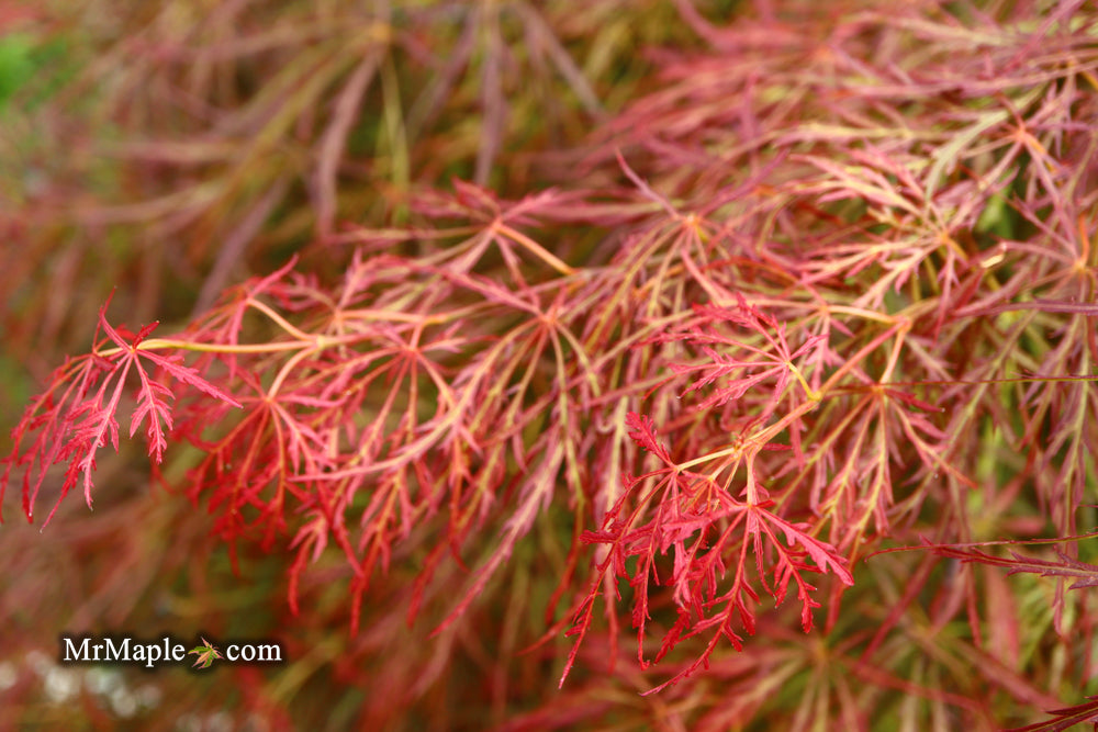 Acer palmatum 'Kim' Japanese Maple