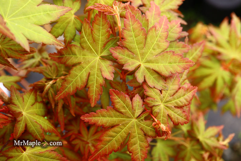 - Acer palmatum 'Gold Digger' Yellow Coral Bark Japanese Maple - Mr Maple │ Buy Japanese Maple Trees