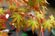 - Acer palmatum 'Gold Digger' Yellow Coral Bark Japanese Maple - Mr Maple │ Buy Japanese Maple Trees