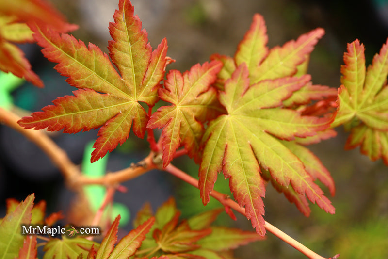 - Acer palmatum 'Gold Digger' Yellow Coral Bark Japanese Maple - Mr Maple │ Buy Japanese Maple Trees