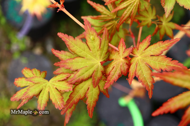 - Acer palmatum 'Gold Digger' Yellow Coral Bark Japanese Maple - Mr Maple │ Buy Japanese Maple Trees