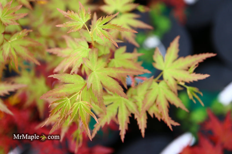 - Acer palmatum 'Ramona' Rare Japanese Maple - Mr Maple │ Buy Japanese Maple Trees