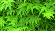 - FOR PICKUP ONLY | Acer palmatum 'Ryusen' Japanese Maple | DOES NOT SHIP - Mr Maple │ Buy Japanese Maple Trees