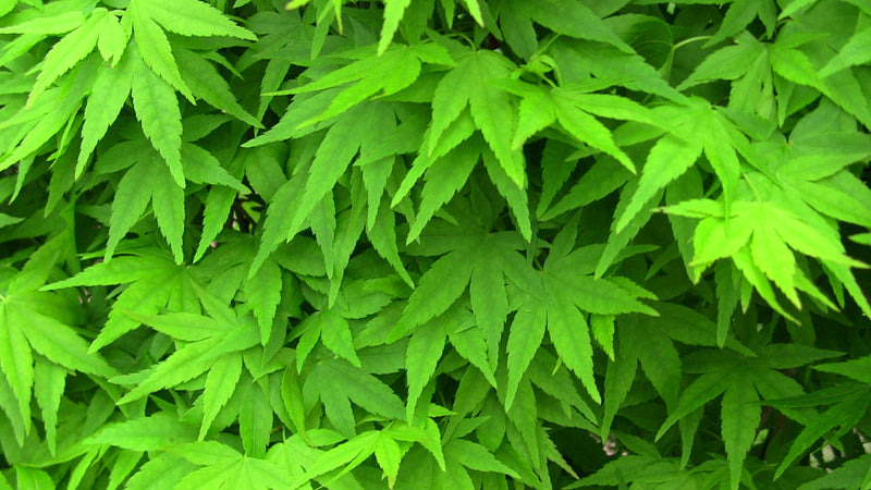 - FOR PICKUP ONLY | Acer palmatum 'Ryusen' Japanese Maple | DOES NOT SHIP - Mr Maple │ Buy Japanese Maple Trees