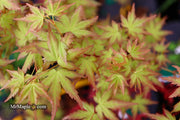 - Acer palmatum 'Ramona' Rare Japanese Maple - Mr Maple │ Buy Japanese Maple Trees