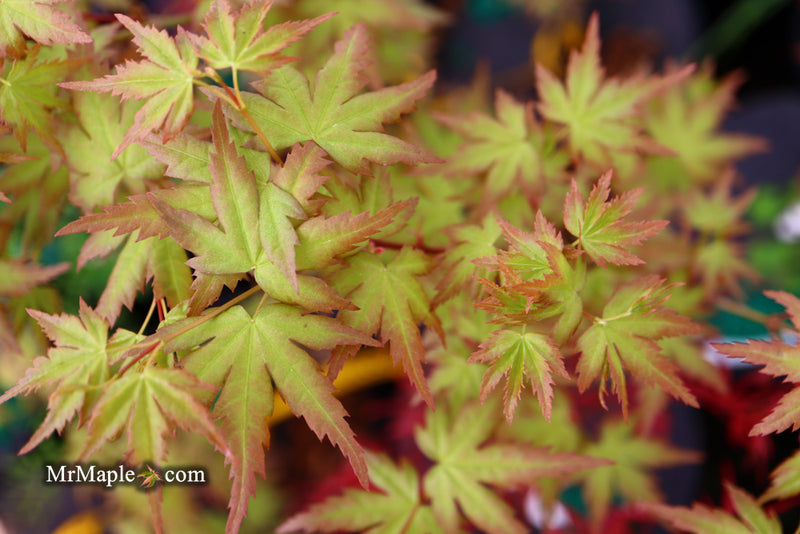 - Acer palmatum 'Ramona' Rare Japanese Maple - Mr Maple │ Buy Japanese Maple Trees