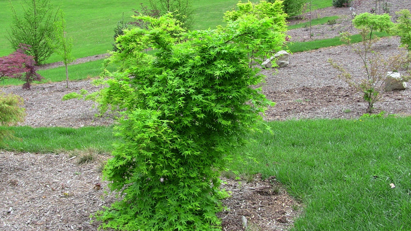 - FOR PICKUP ONLY | Acer palmatum 'Ryusen' Japanese Maple | DOES NOT SHIP - Mr Maple │ Buy Japanese Maple Trees