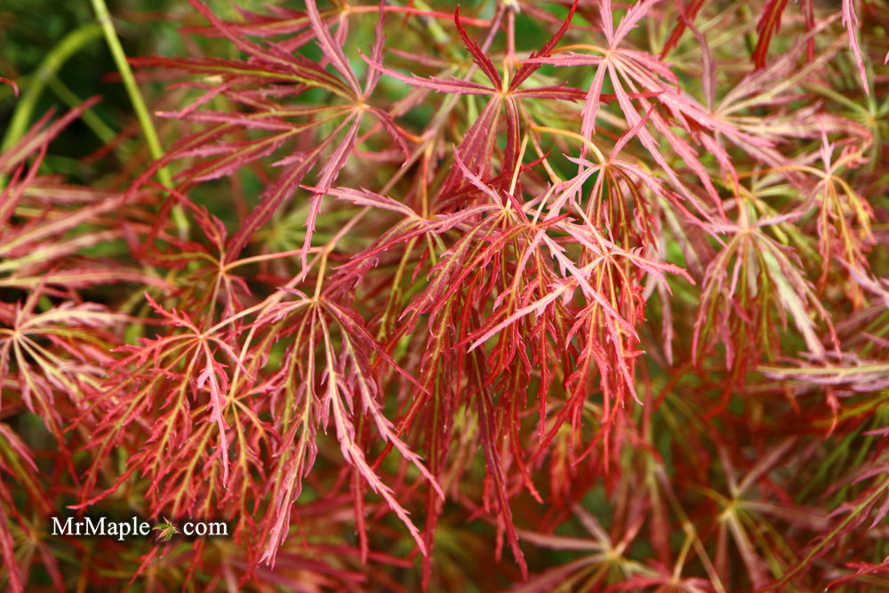 Acer palmatum 'Kim' Japanese Maple