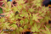 - Acer palmatum 'Ramona' Rare Japanese Maple - Mr Maple │ Buy Japanese Maple Trees